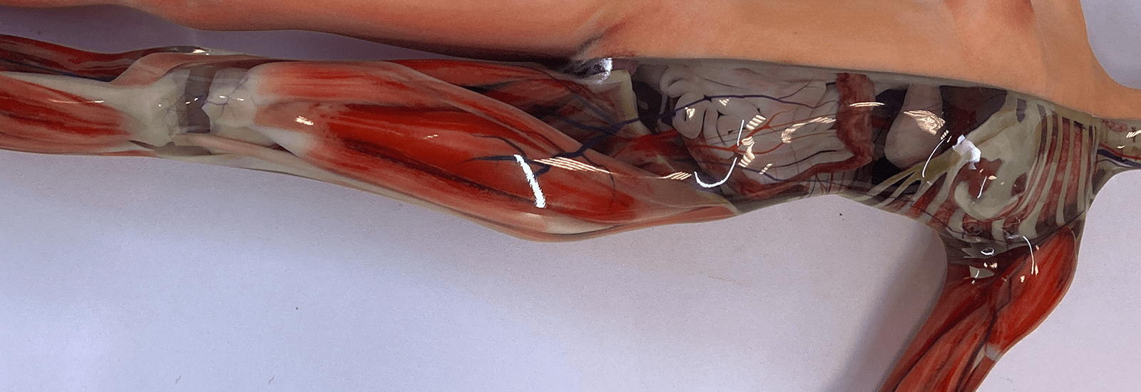3D Druck Körper Anatomie PolyJet