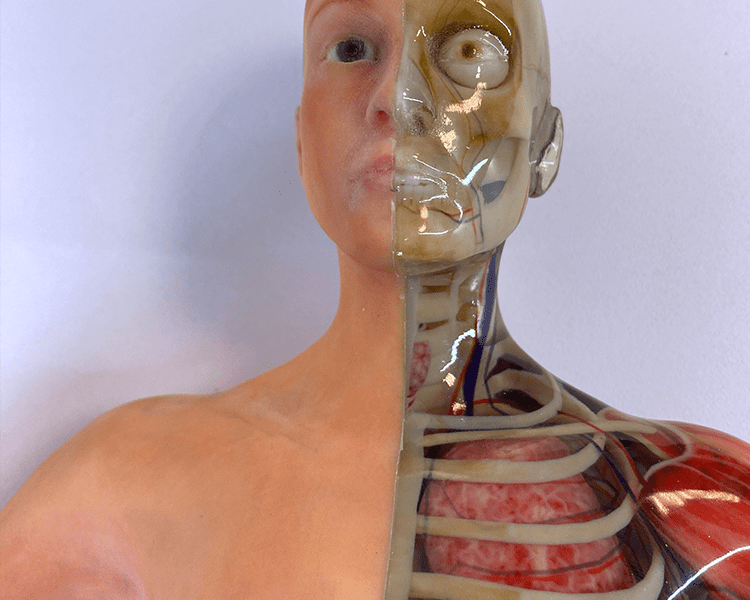 Halbierter 3D-gedruckter Torso mit farbiger anatomischer Darstellung